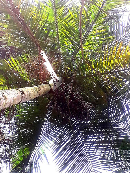 Juçara no Ar e na Terra: 3ª Jornada da Natureza Percorre o Paraná com Ações Ambi...